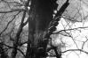 Phellinus robustus