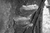Phellinus tuberculosus