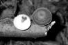 Polyporus brumalis