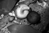 Polyporus ciliatus