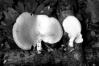 Polyporus mori