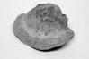 Pycnoporus cinnabarinus