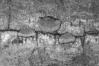 Pycnoporus cinnabarinus