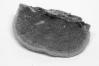 Pycnoporus cinnabarinus
