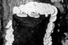 Schizophyllum commune