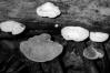 Trametes suaveolens