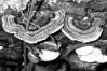 Trametes versicolor