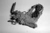 Cordyceps militaris