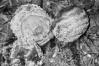 Monilinia fructigena