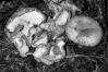 Peckiella deformans