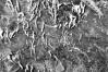 Xylaria filiformis