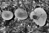 Lactarius camphoratus
