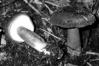 Lactarius picinus