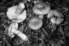 Lactarius semisanguifluus