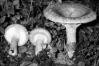 Lactarius torminosus