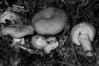 Lactarius volemus