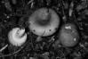 Russula aeruginea