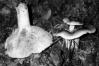 Russula anthracina