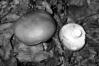 Russula aurea