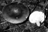 Russula cyanoxantha