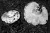Russula delica
