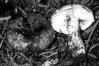 Russula nigricans
