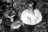 Russula ochroleuca