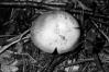 Russula vesca