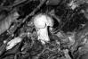 Russula violeipes