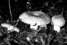 Russula virescens