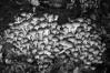 Armillaria mellea
