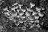 Armillaria mellea