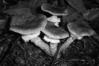 Armillaria ostoyae