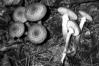 Armillaria ostoyae