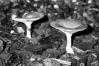 Clitocybe gibba