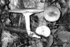 Clitocybe odora