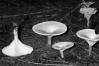 Clitocybe phyllophila