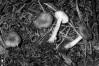 Clitocybe radicellata