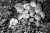 Collybia fusipes