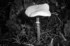 Cystoderma amianthinum