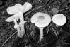 Cystoderma carcharias