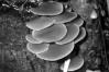 Flammulina velutipes