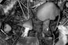 Hygrocybe conica