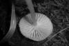 Hygrocybe laeta