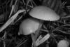 Hygrocybe laeta