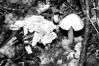 Hygrocybe quieta