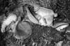 Lentinus conchatus