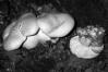 Leucopaxillus macrorhizus