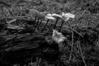 Marasmius scorodonius