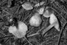 Mycena pura